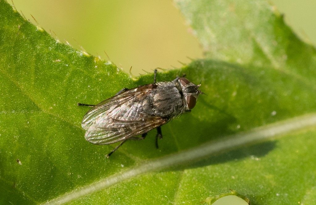 Diptera da identificare