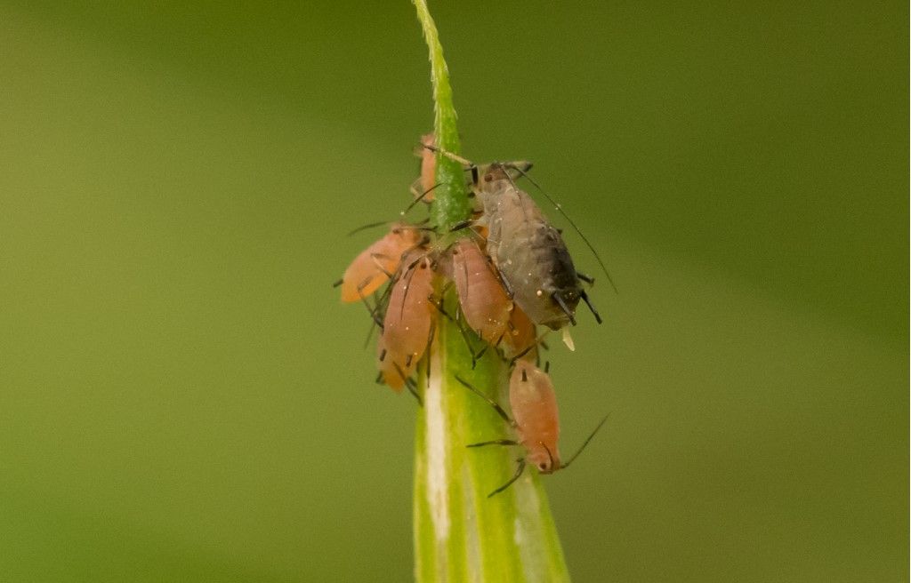 Aphididae da identificare