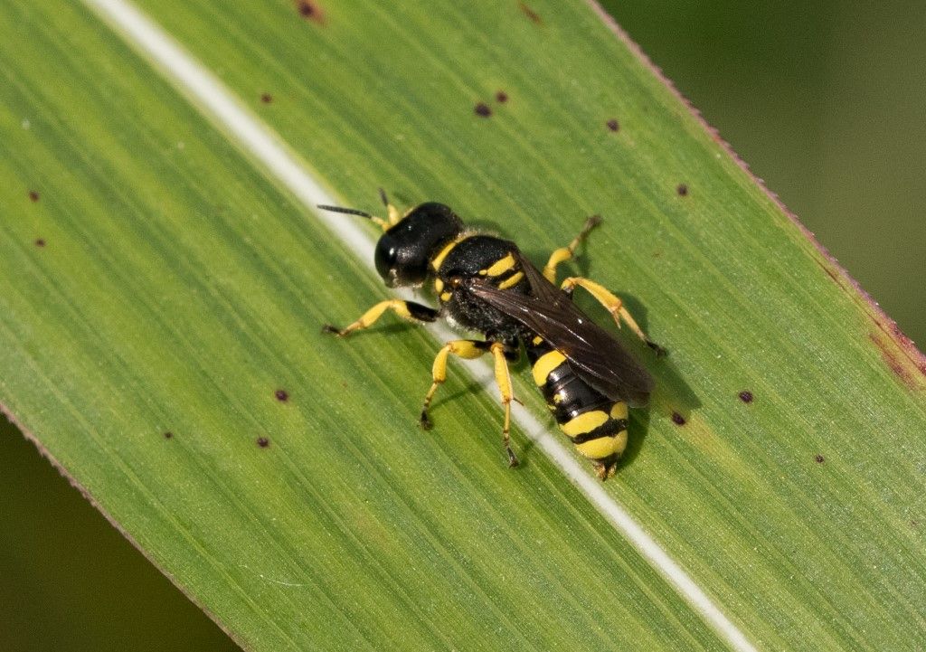 Probabile Vespidae? No, Crabronidae: Ectemnius sp.