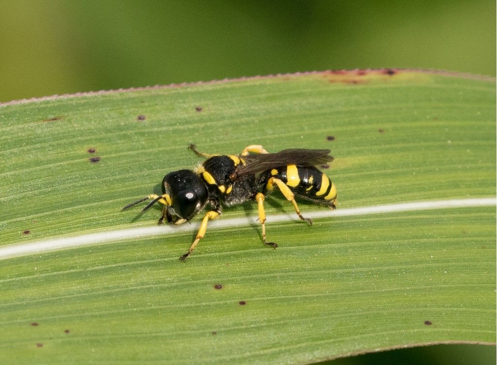 Probabile Vespidae? No, Crabronidae: Ectemnius sp.