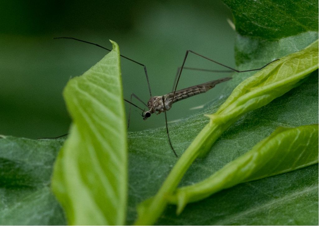 Probabile limoniidae da identificare