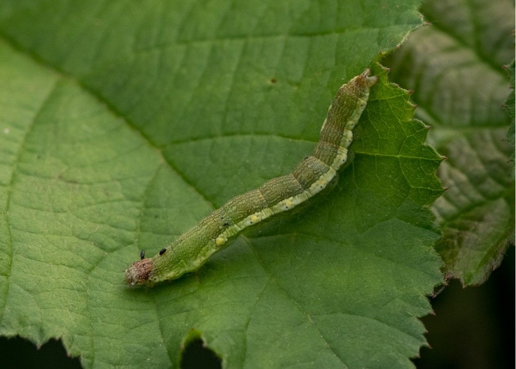 Bruco da identificare