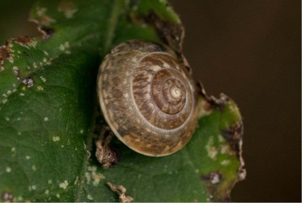 Aiuto per identificazione