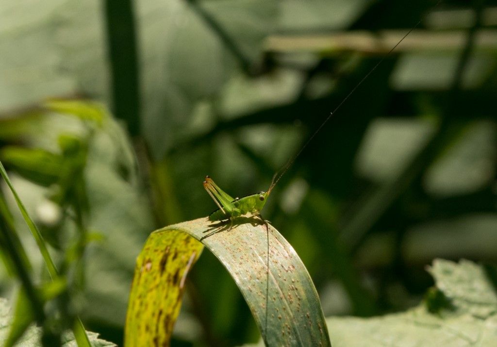 Aiuto per identificazione