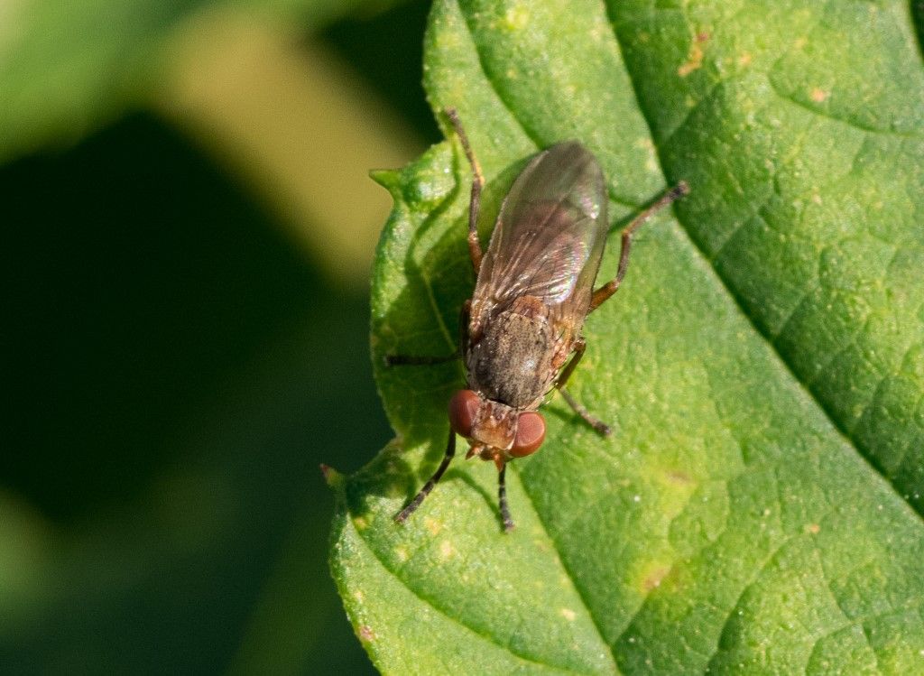 Aiuto per identificazione diptera