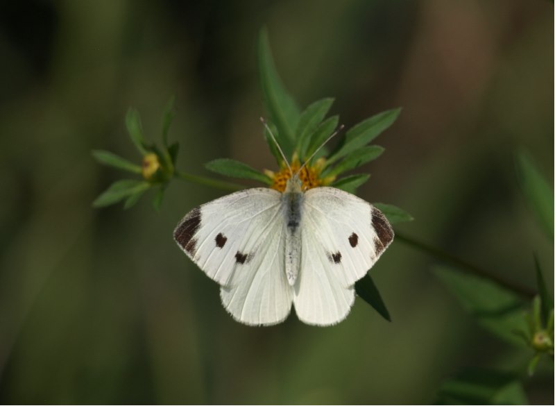 PIERIDAE da identificare - Pieris rapae