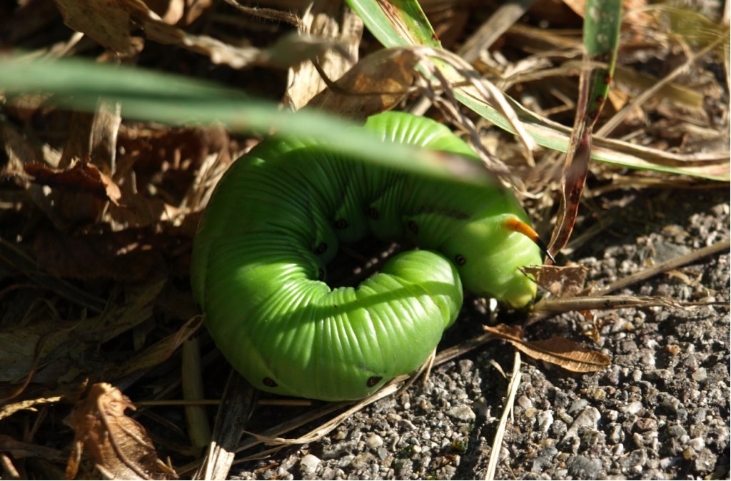 Bruco da identificare (2) - Agrius convolvuli