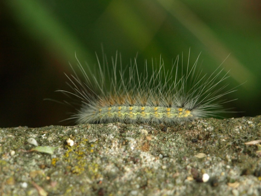 Bruco da determinare 3 - Hyphantria cunea, Erebidae Arctiinae