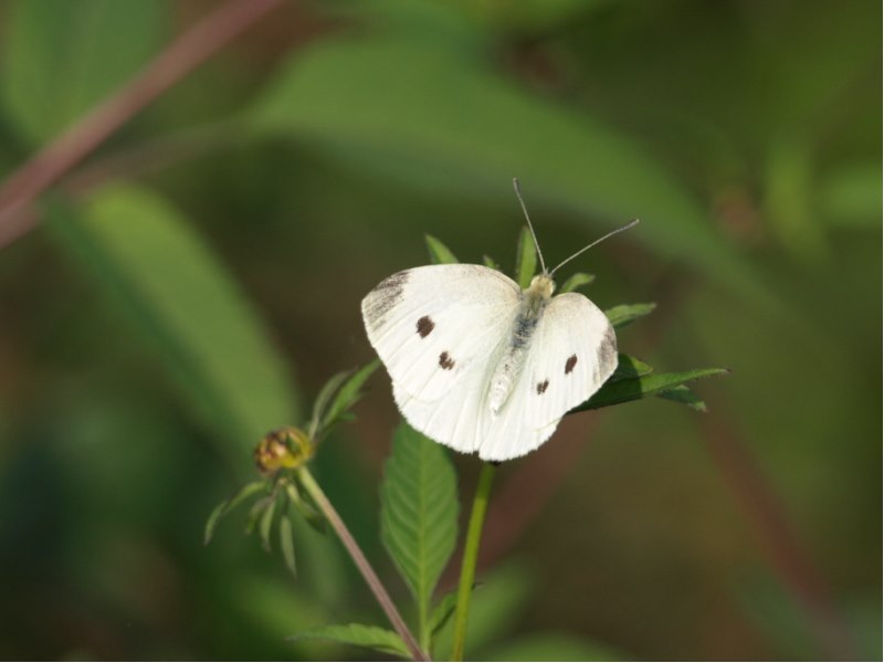 PIERIDAE da identificare - Pieris rapae