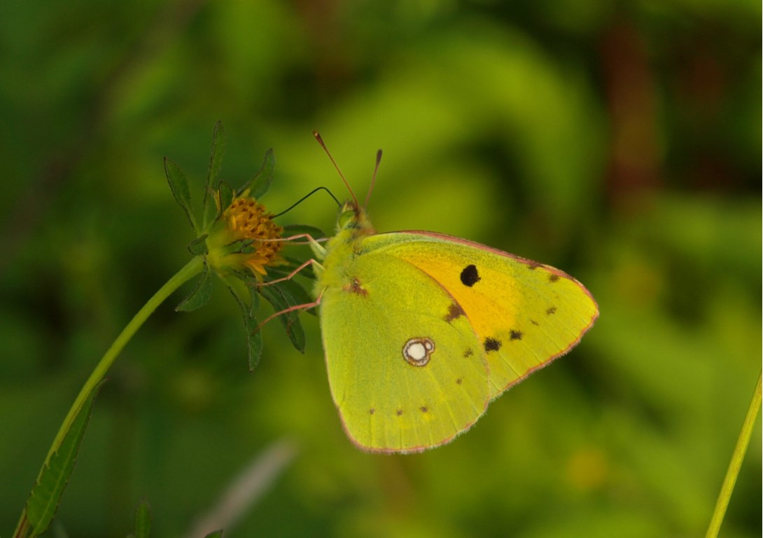 Colias crocea, Pieridae