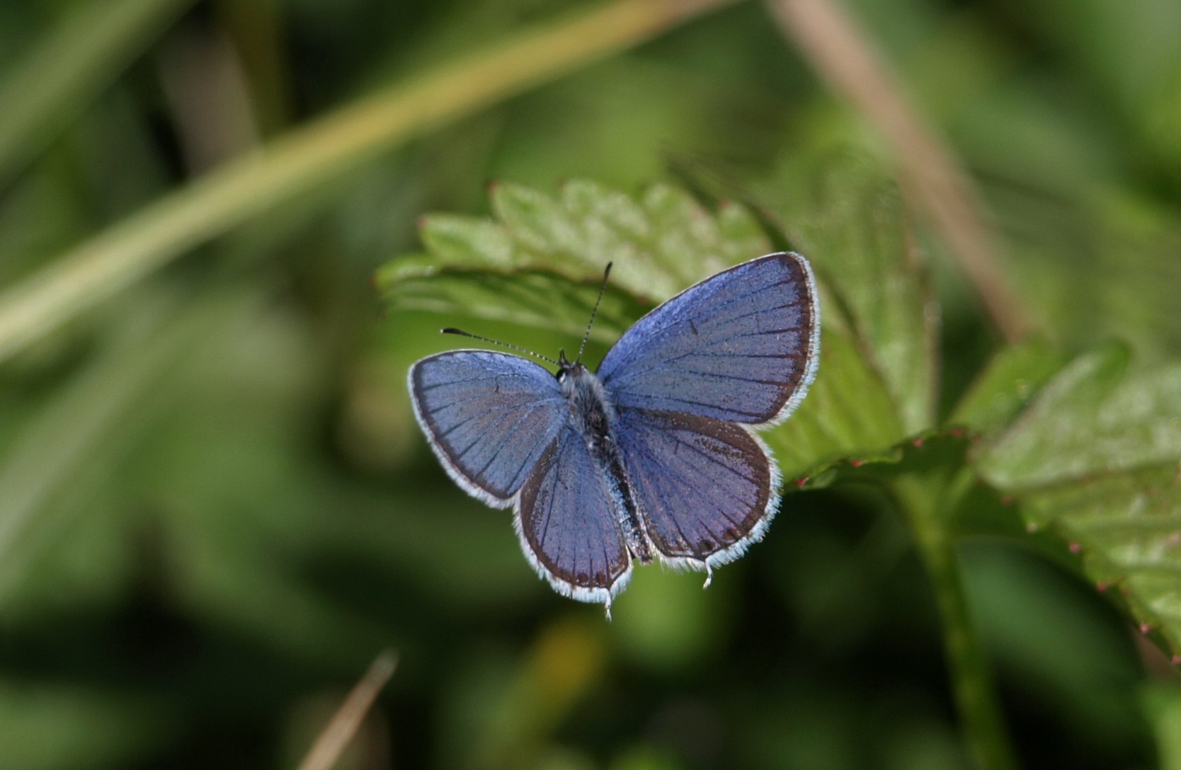 Polyommatus icarus ?