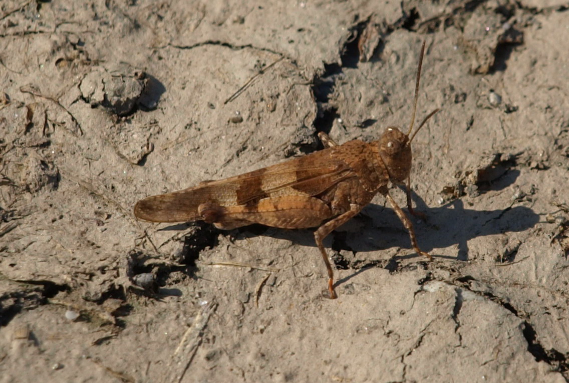 Oedipoda caerulescens caerulescens