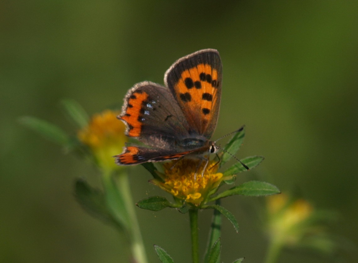 farfalla Da identificare