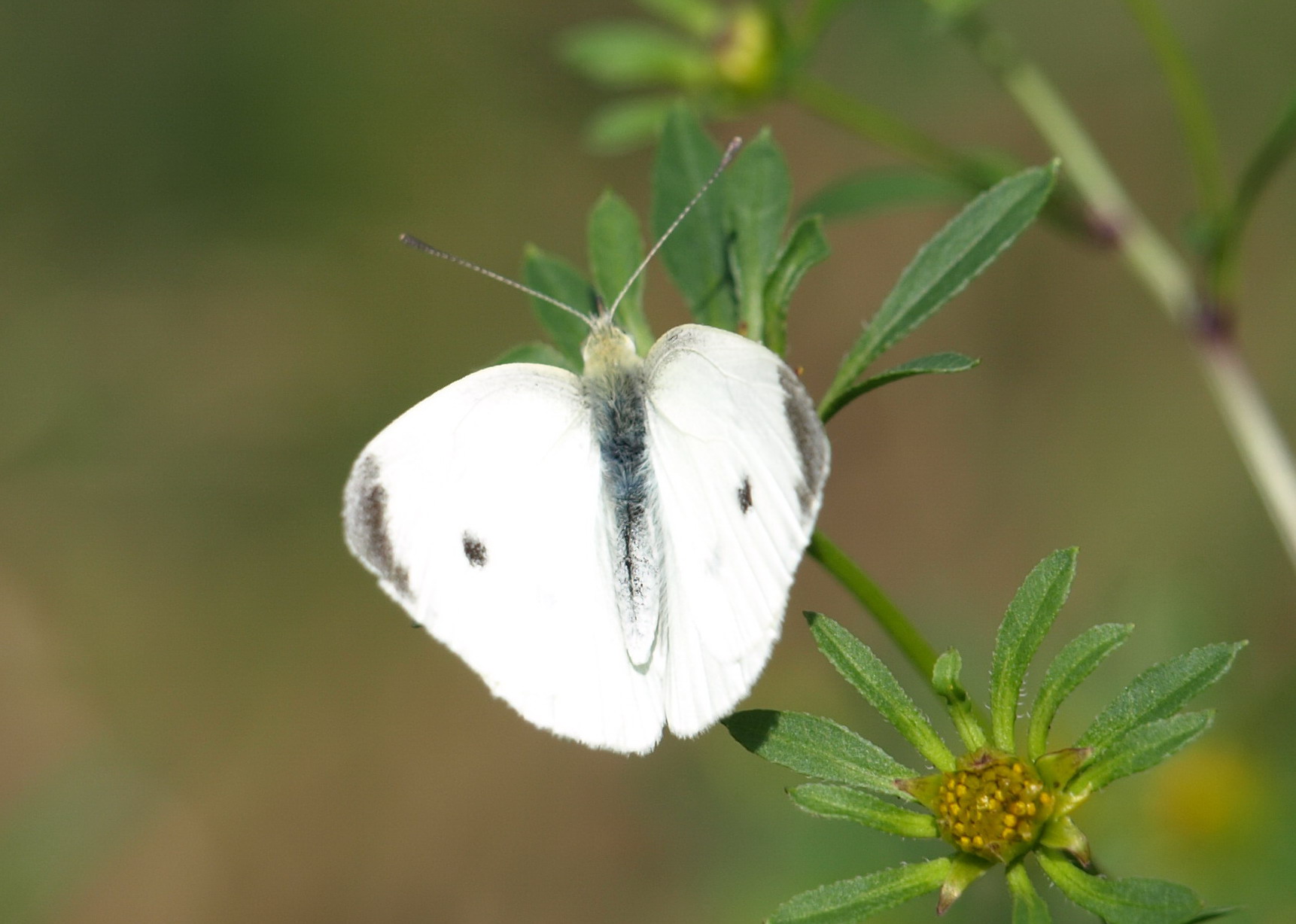 Farfalla da identificare