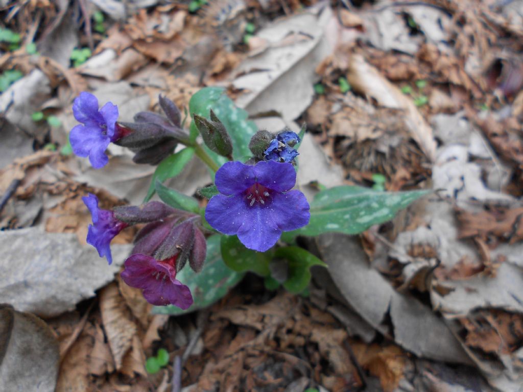 nome fiore color  - Pulmonaria sp.