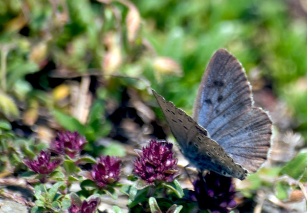 Glaucopsyche( Maculinea) o Phegaris