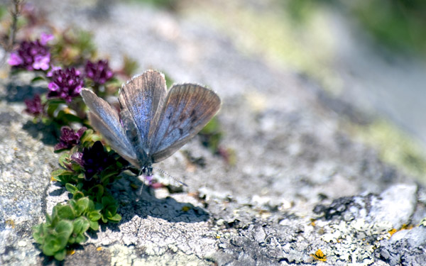 Glaucopsyche( Maculinea) o Phegaris