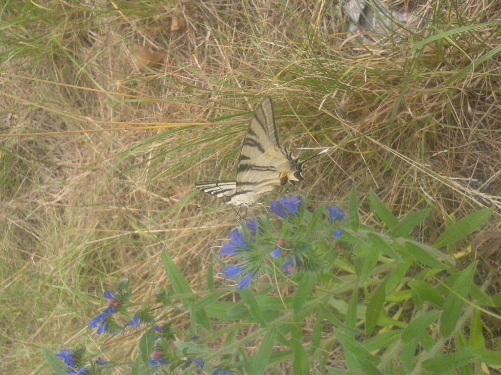 identificazione farfalla