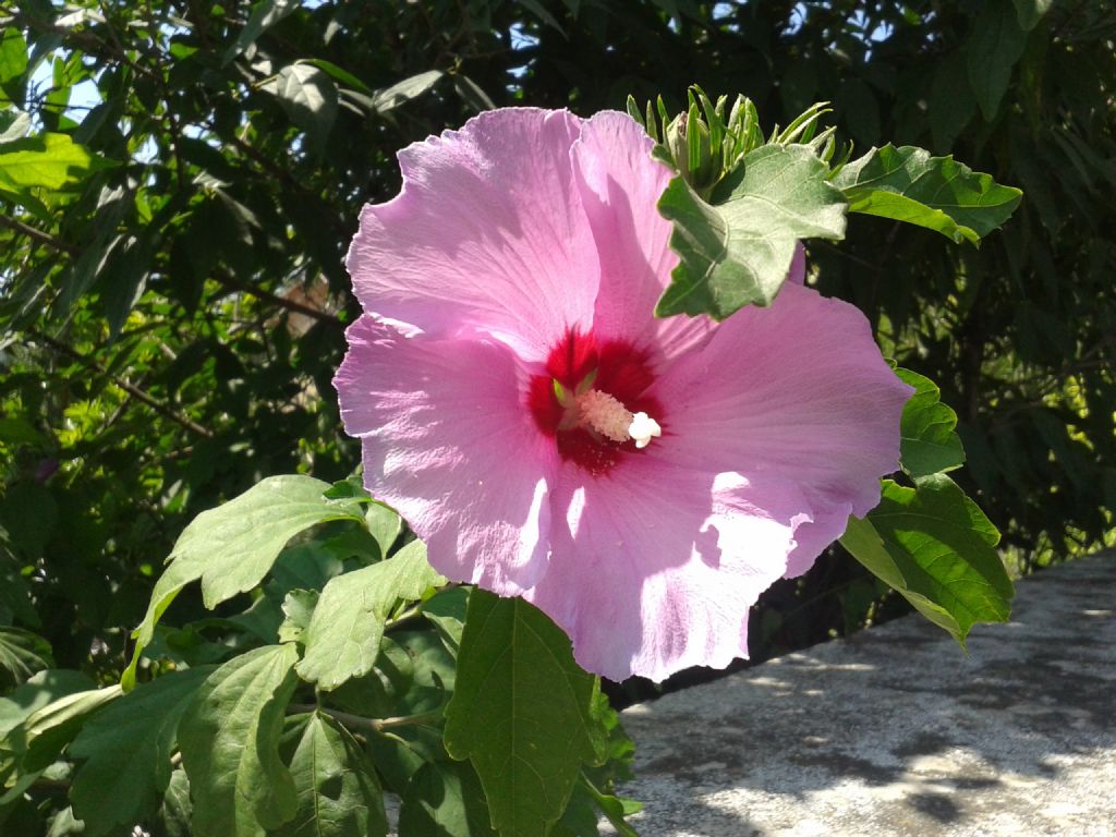 Hibiscus syriacus