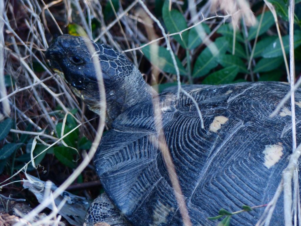 Testudo marginata in Sardegna