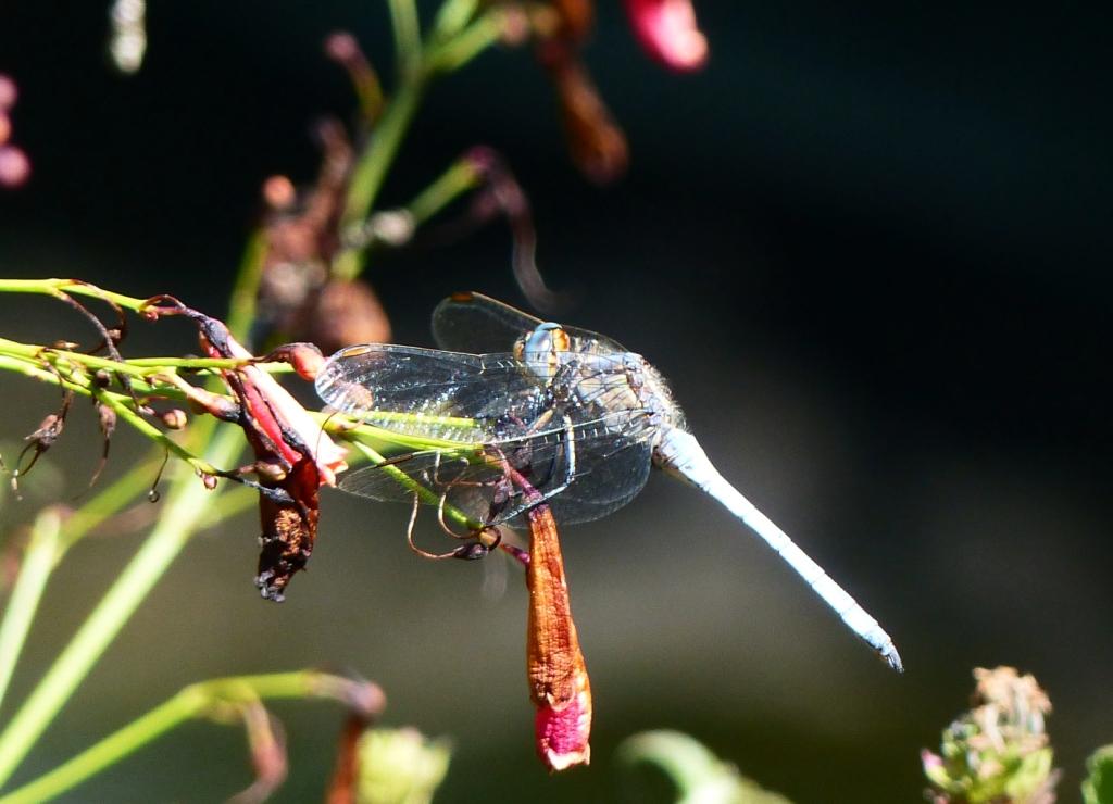 Identificazione orthetrum Sardegna - O. coerulescens anceps