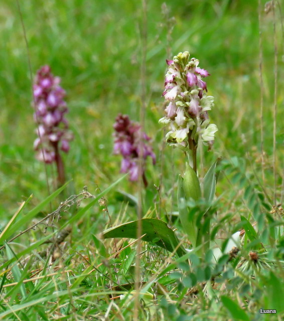 Himantoglossum robertianum multicolor !!