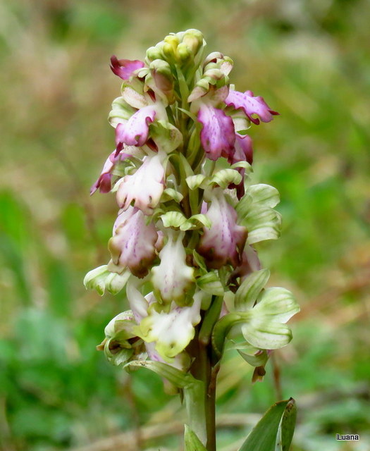 Himantoglossum robertianum multicolor !!