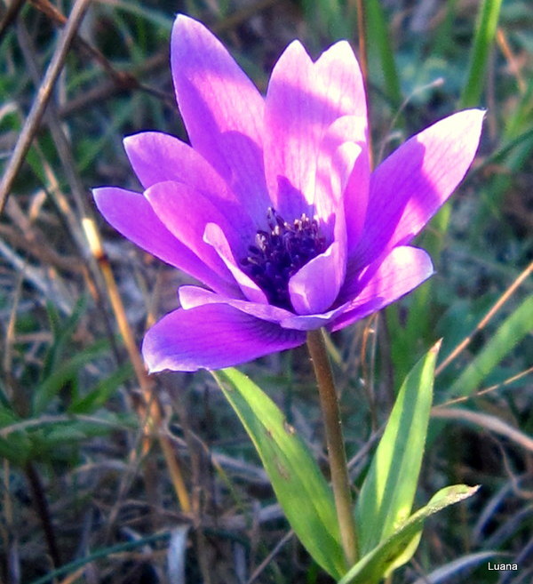 Anemone hortensis