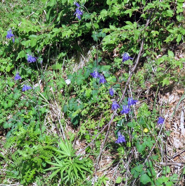 Aquilegia dumeticola / Aquilegia vischiosa