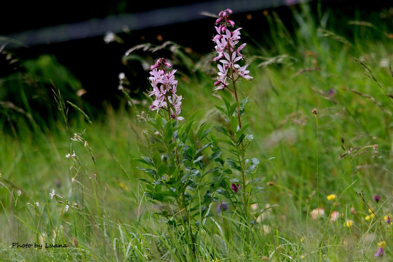 Dictamnus albus  / Dittamo (Sapindales - Rutaceae)