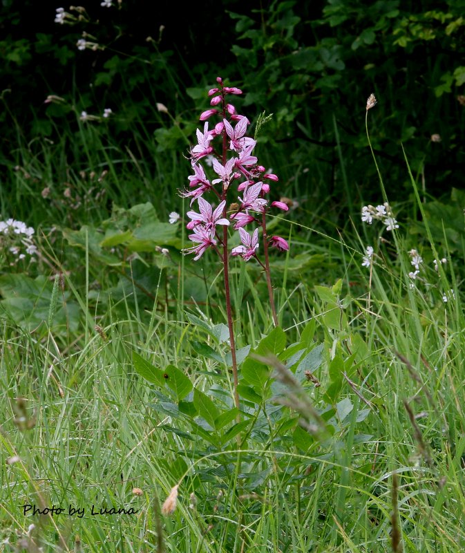 Dictamnus albus  / Dittamo (Sapindales - Rutaceae)