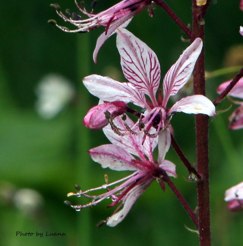 Dictamnus albus  / Dittamo (Sapindales - Rutaceae)