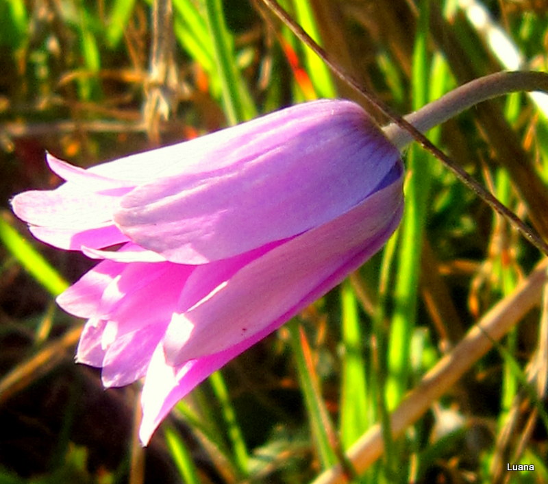 Anemone hortensis