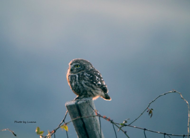 Civetta ( Athene noctua )