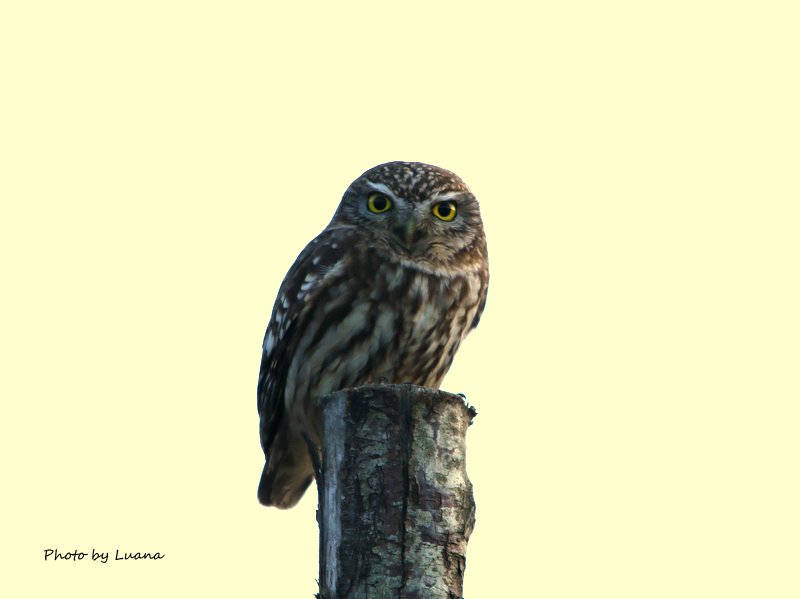 Civetta ( Athene noctua )