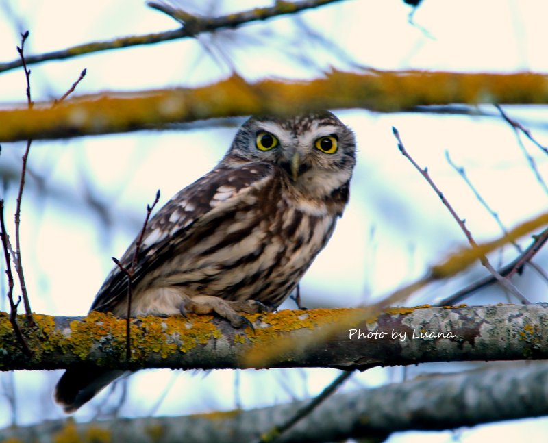 Civetta ( Athene noctua )