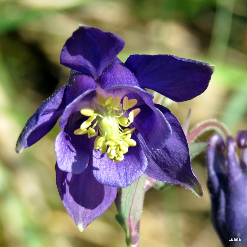 Aquilegia dumeticola / Aquilegia vischiosa