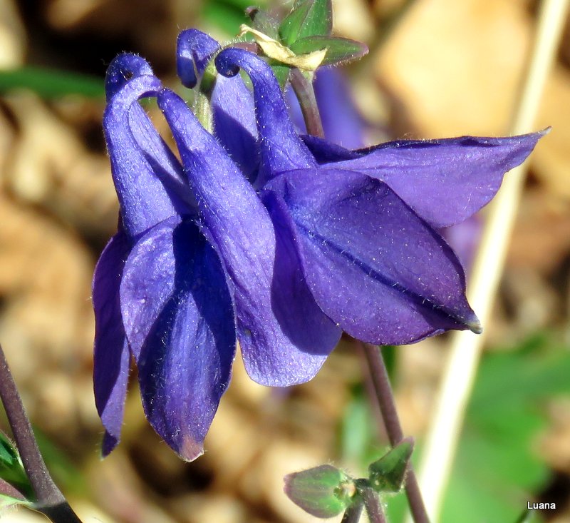 Aquilegia dumeticola / Aquilegia vischiosa