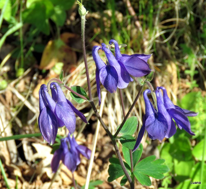 Aquilegia dumeticola / Aquilegia vischiosa