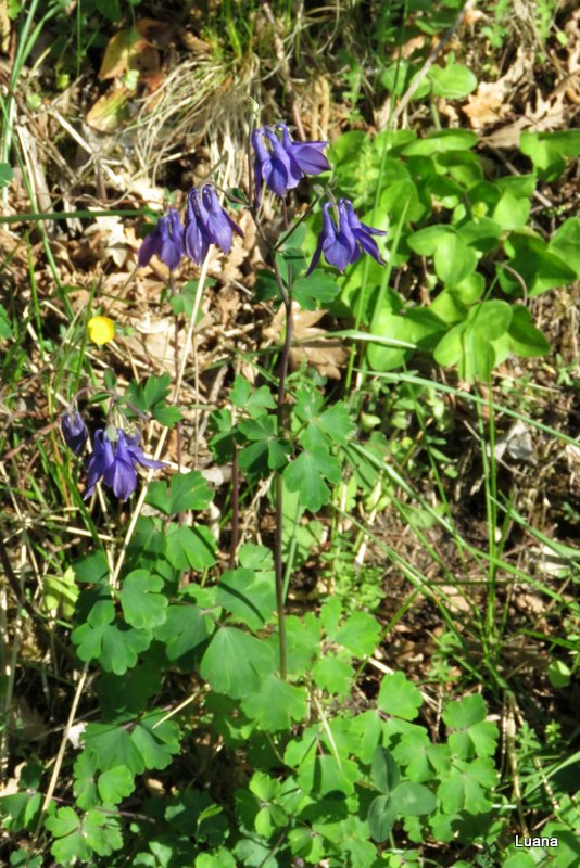 Aquilegia dumeticola / Aquilegia vischiosa