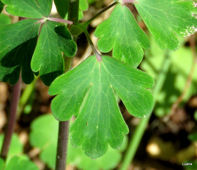 Aquilegia dumeticola / Aquilegia vischiosa