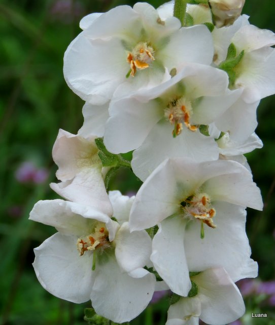 Verbascum phoeniceum albino