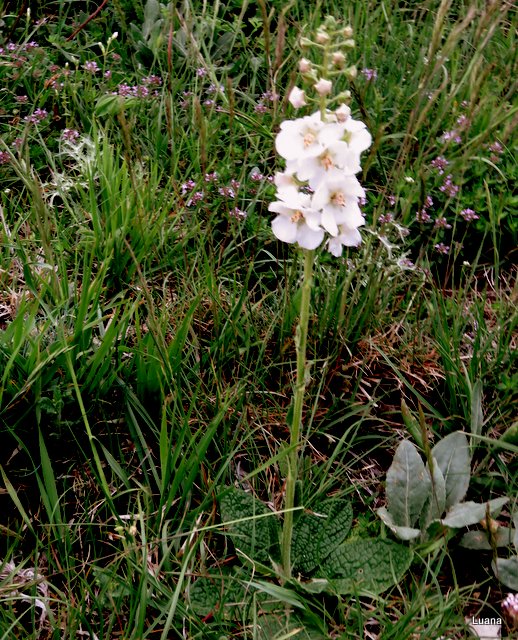 Verbascum phoeniceum albino