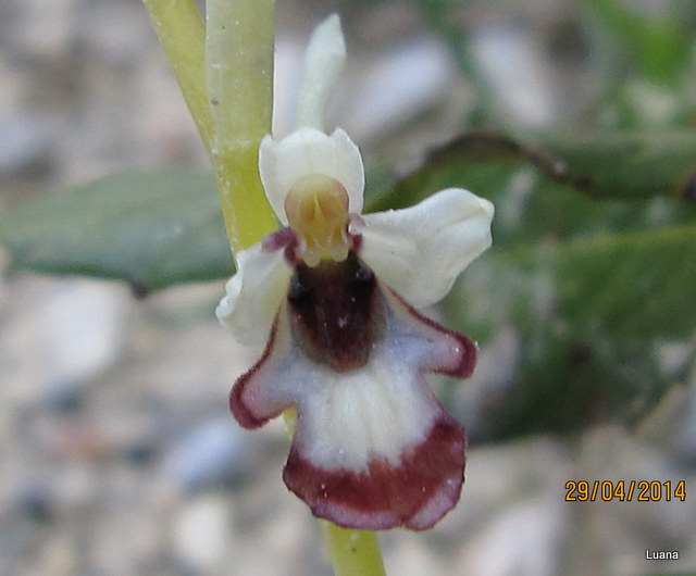 Ophrys insectifera pallida!