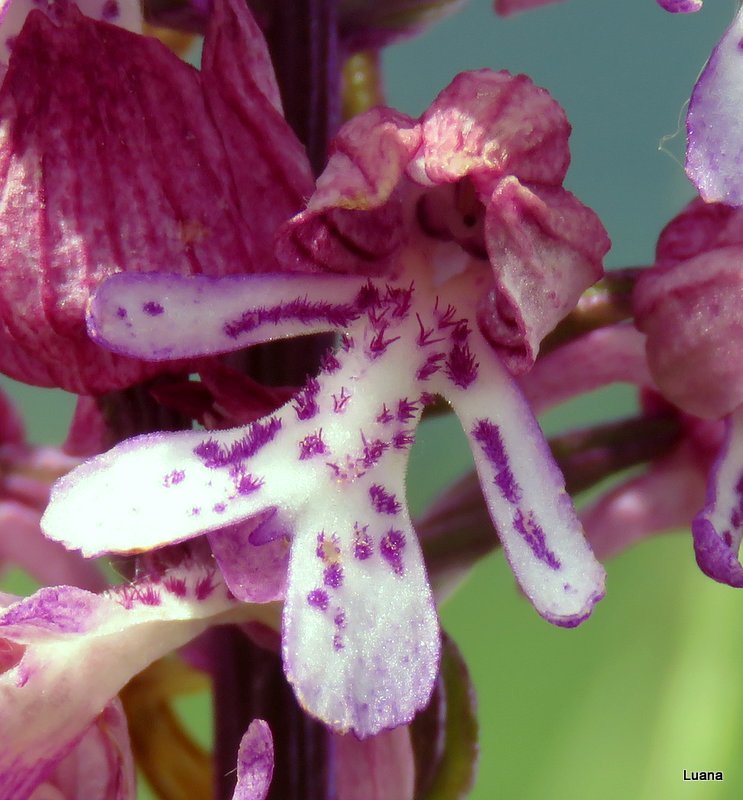 Orchis x hybrida Boenningh