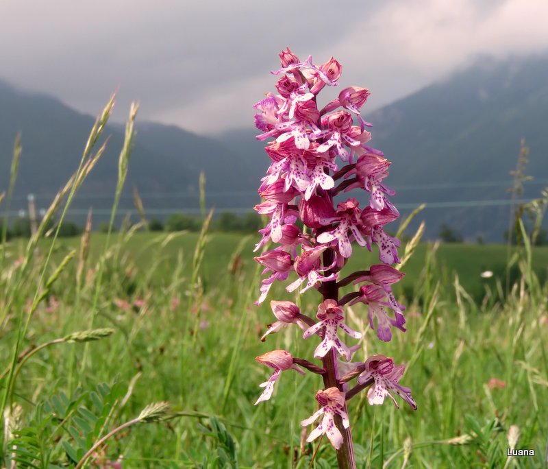 Orchis x hybrida Boenningh