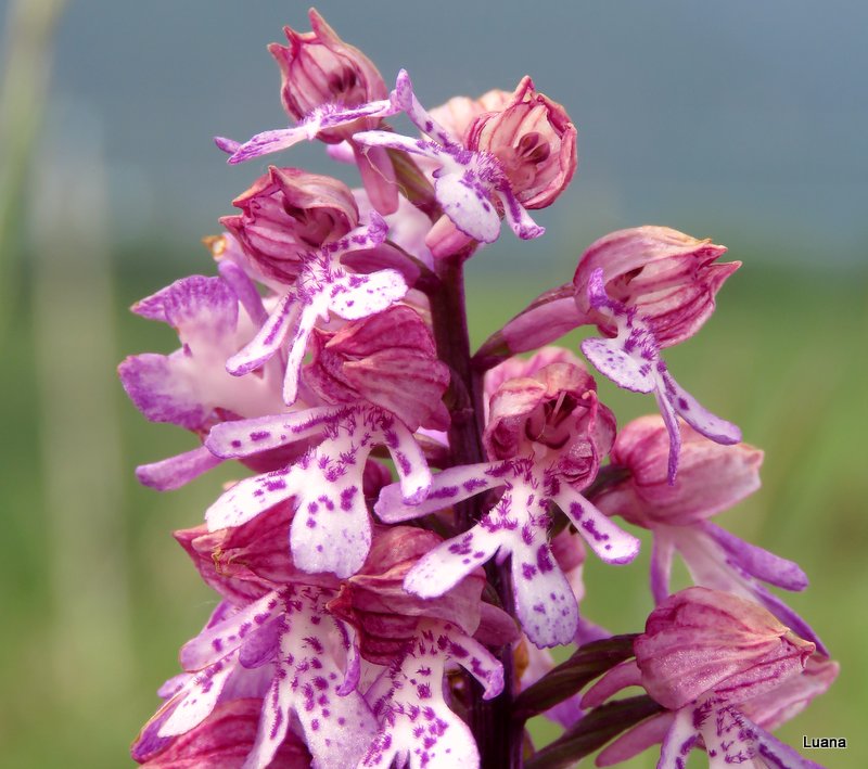 Orchis x hybrida Boenningh