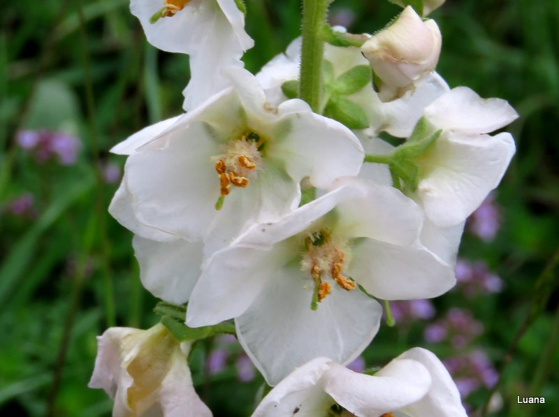 Verbascum phoeniceum albino