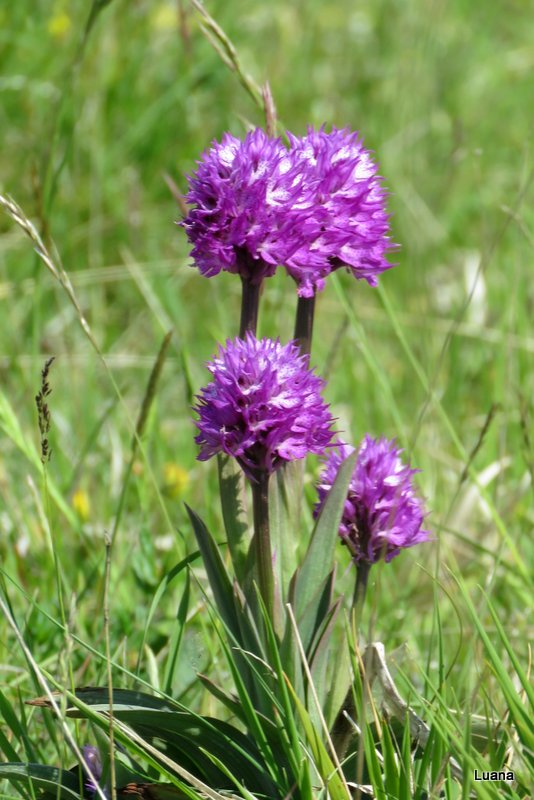 Neotinea xdietrichiana ( Neotinea tridentata x N. ustulata )