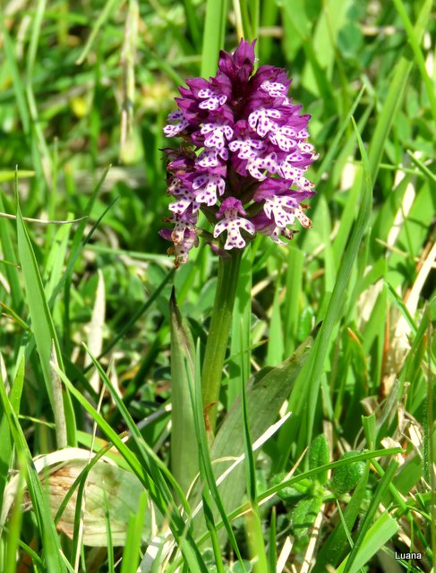 Neotinea xdietrichiana ( Neotinea tridentata x N. ustulata )